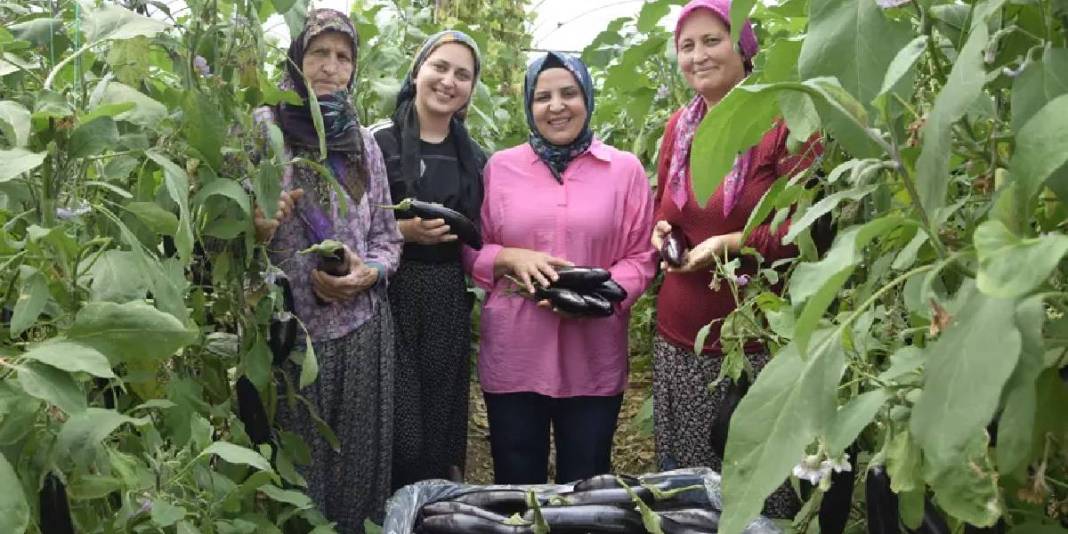 Nineden toruna geçen üretim! 3 kuşaktır yaz-kış demeden hasat yapıyorlar 3
